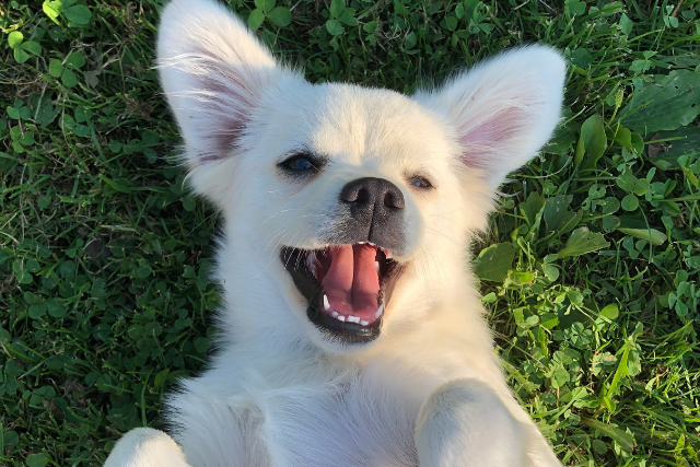 A Must for an Anxious Dog