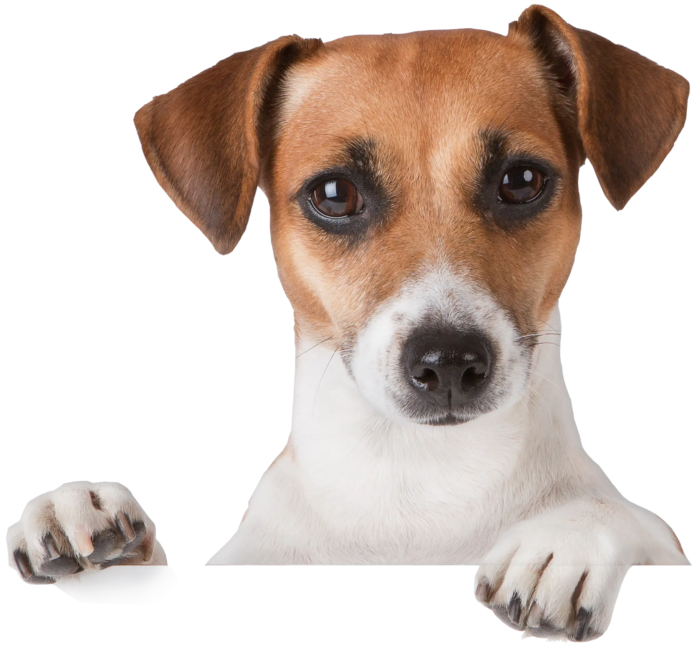 Dog Image